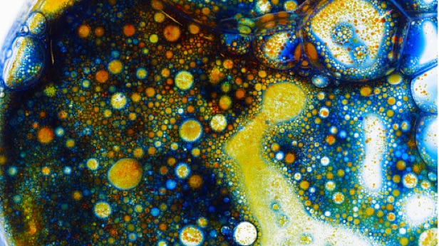 Cells and germs on a petri dish