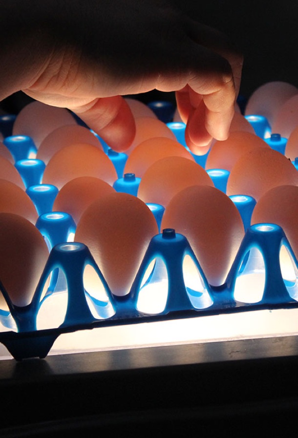 Eggs on inspection table.