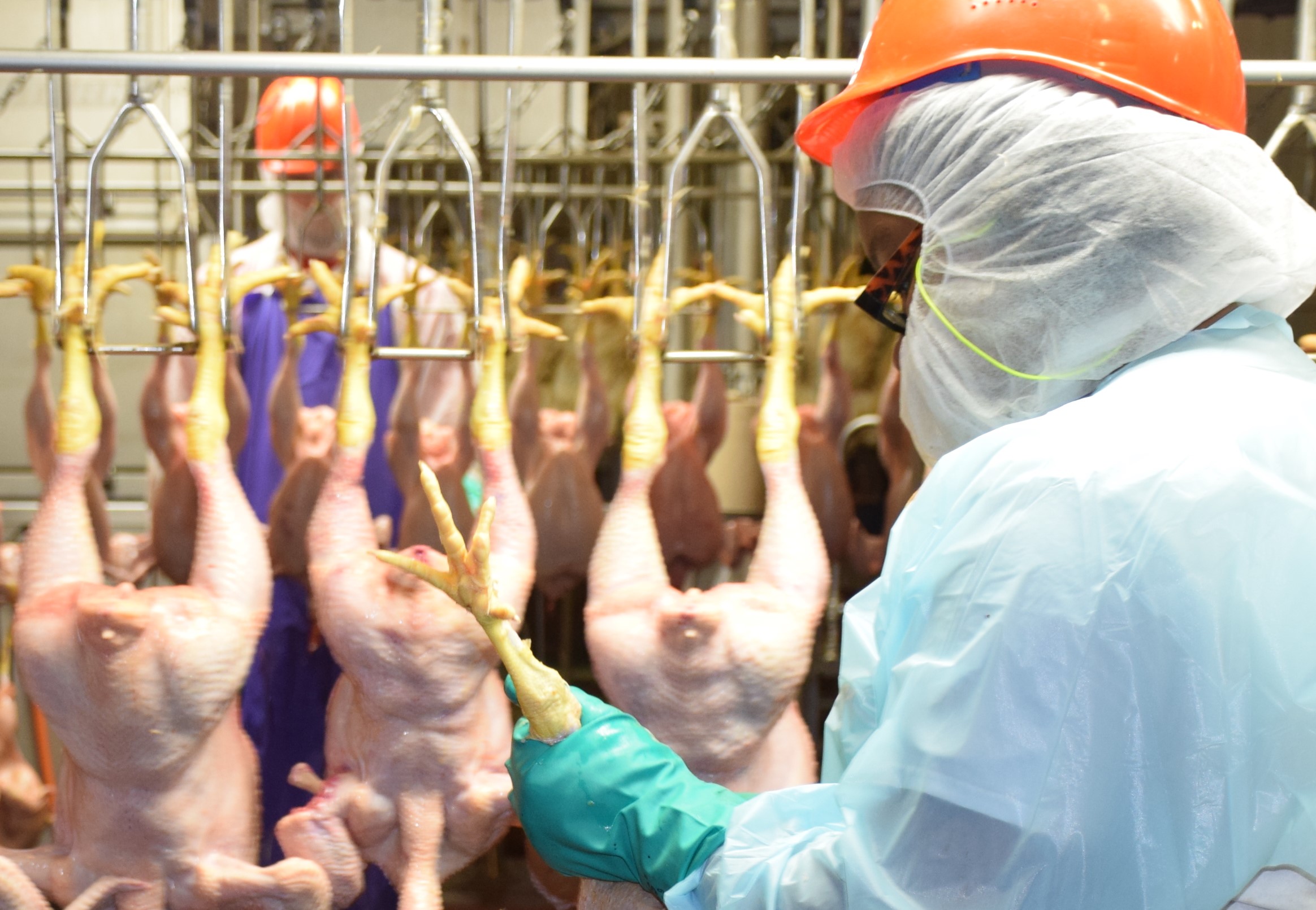 Two inspectors checking poultry