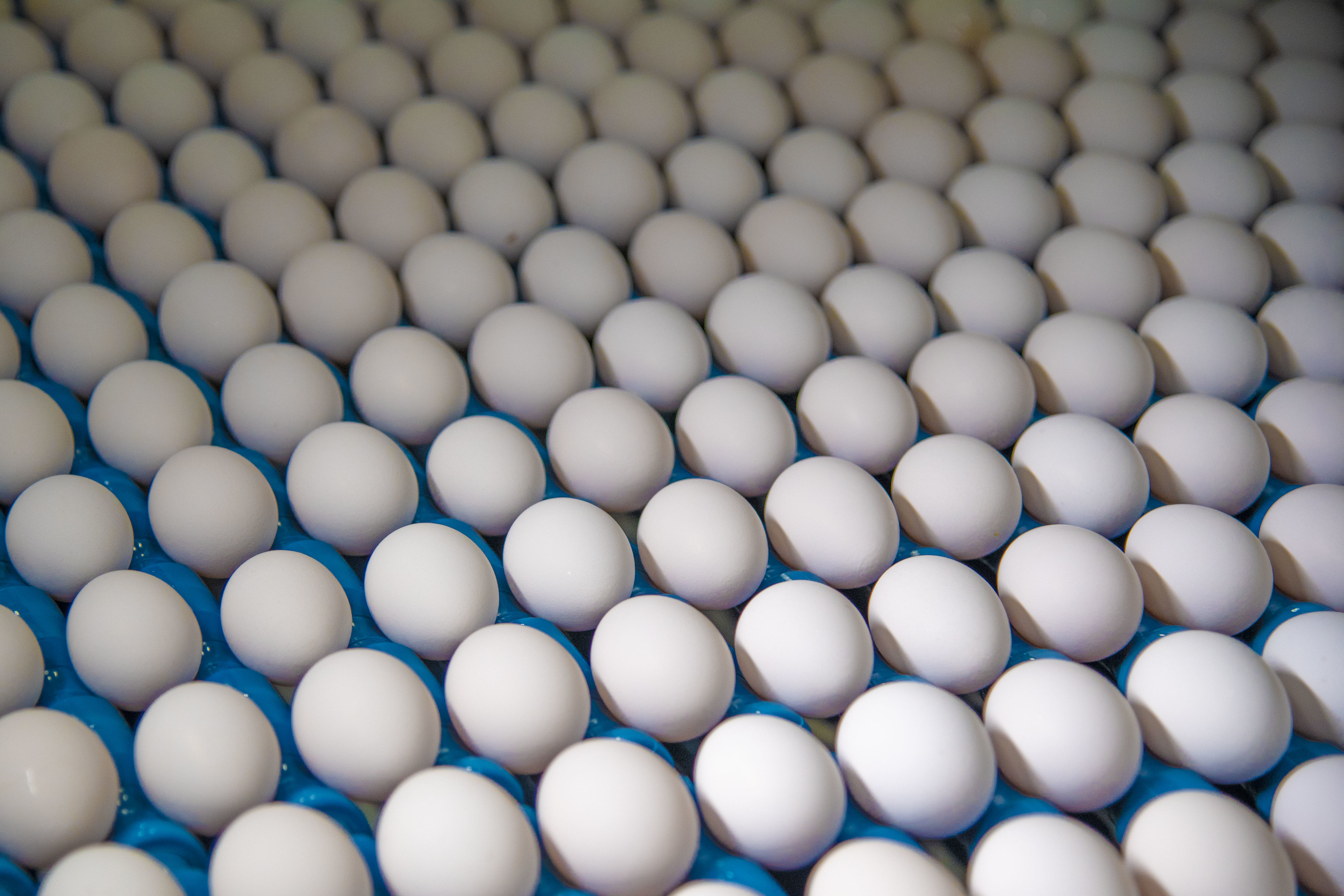 White eggs being processed