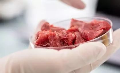 Cultured meat cells in a petri dish