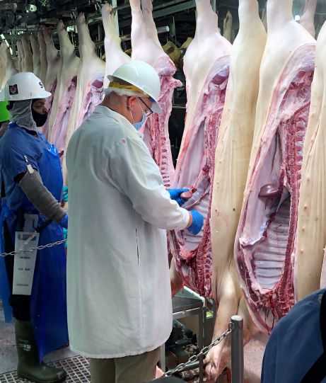 Paul on Swine Slaughter Line