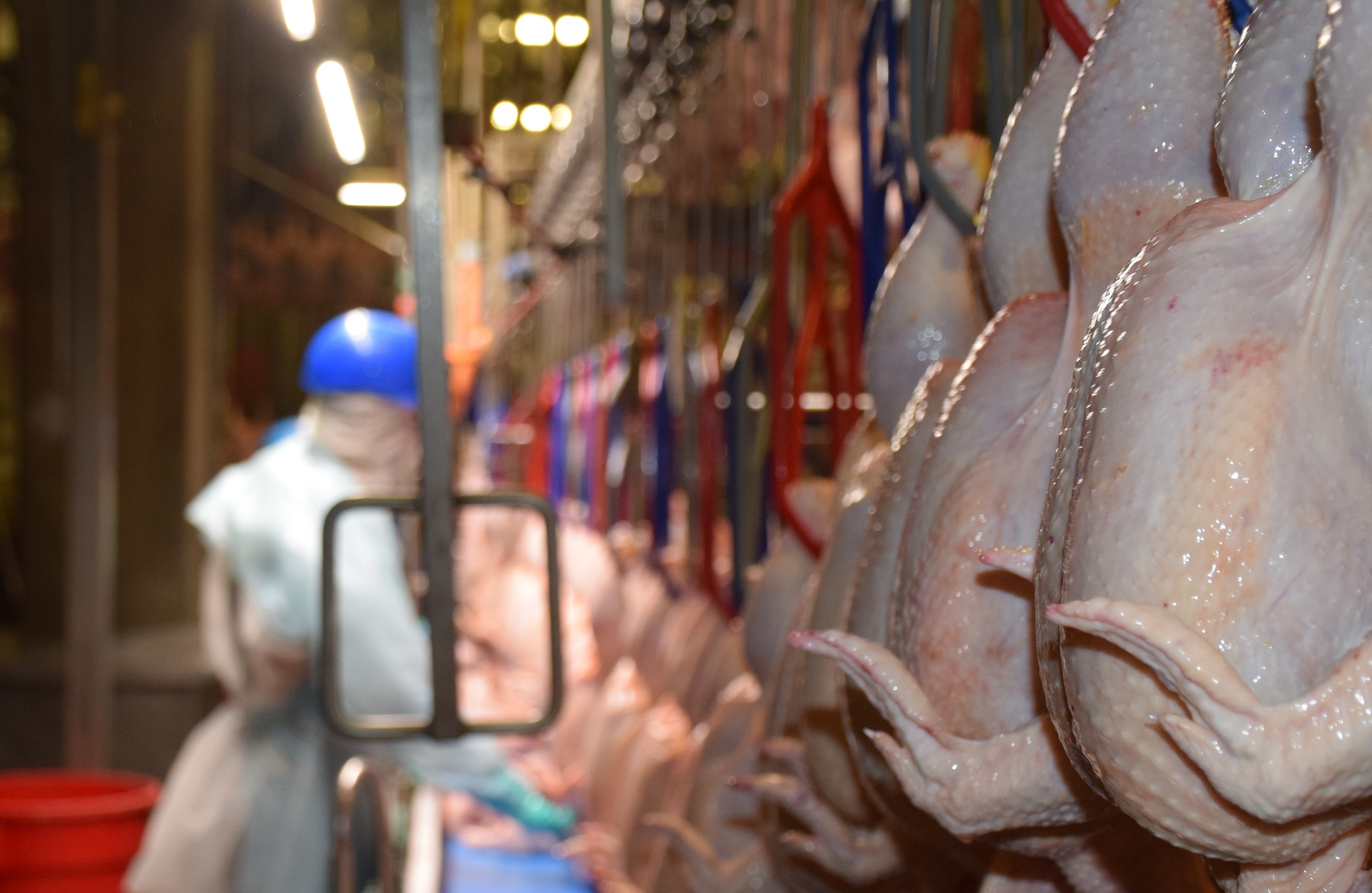 Poultry production line with personnel working