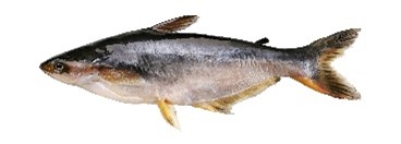 Basa