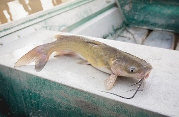 Blue catfish 