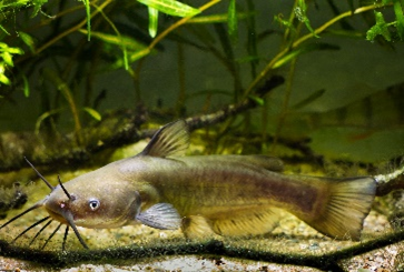 The Total Guide to Catching and Cooking Bullhead Catfish