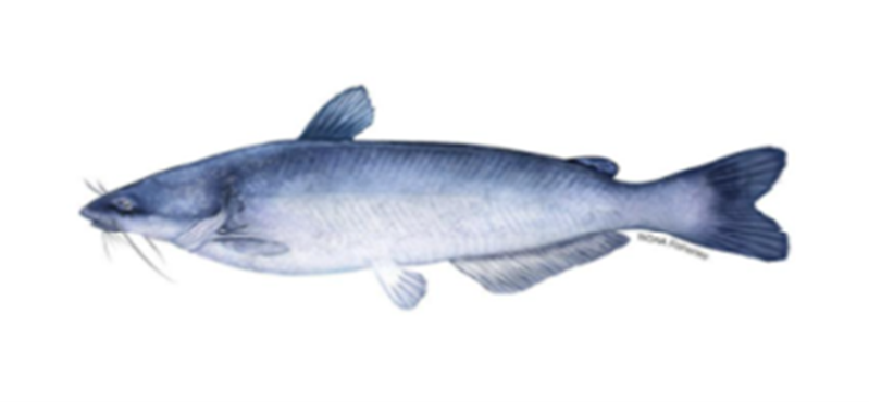 Figure 3 – Blue Catfish