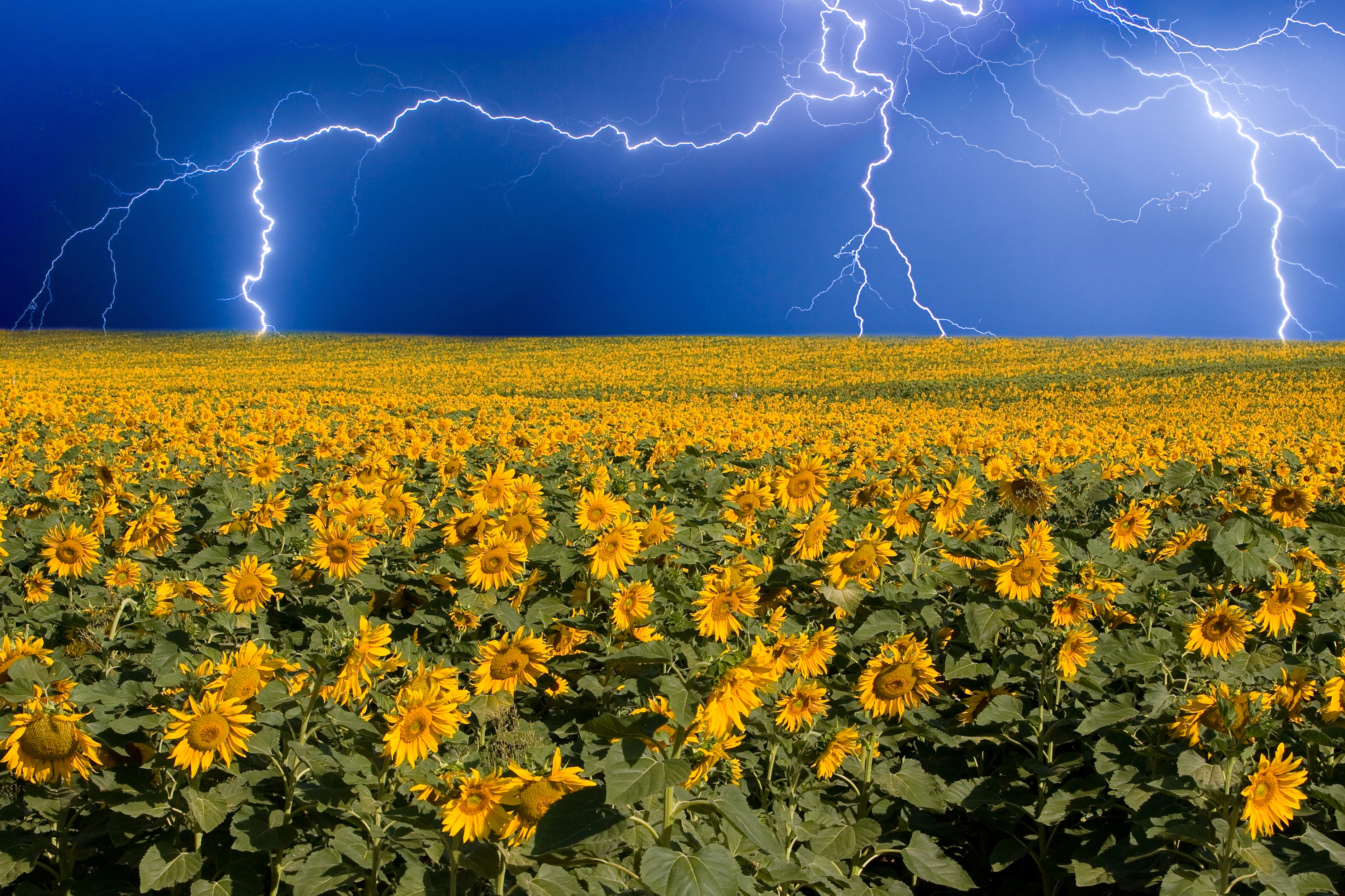 Storm over sunflower field