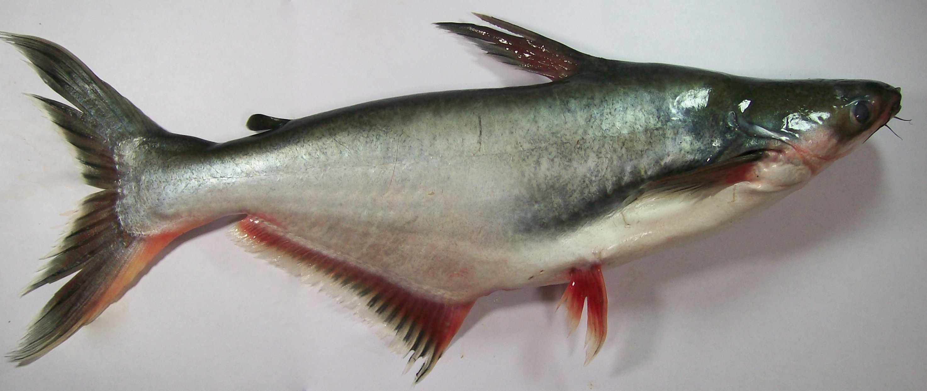 Striper - Pangasianodon Hypophthalmus