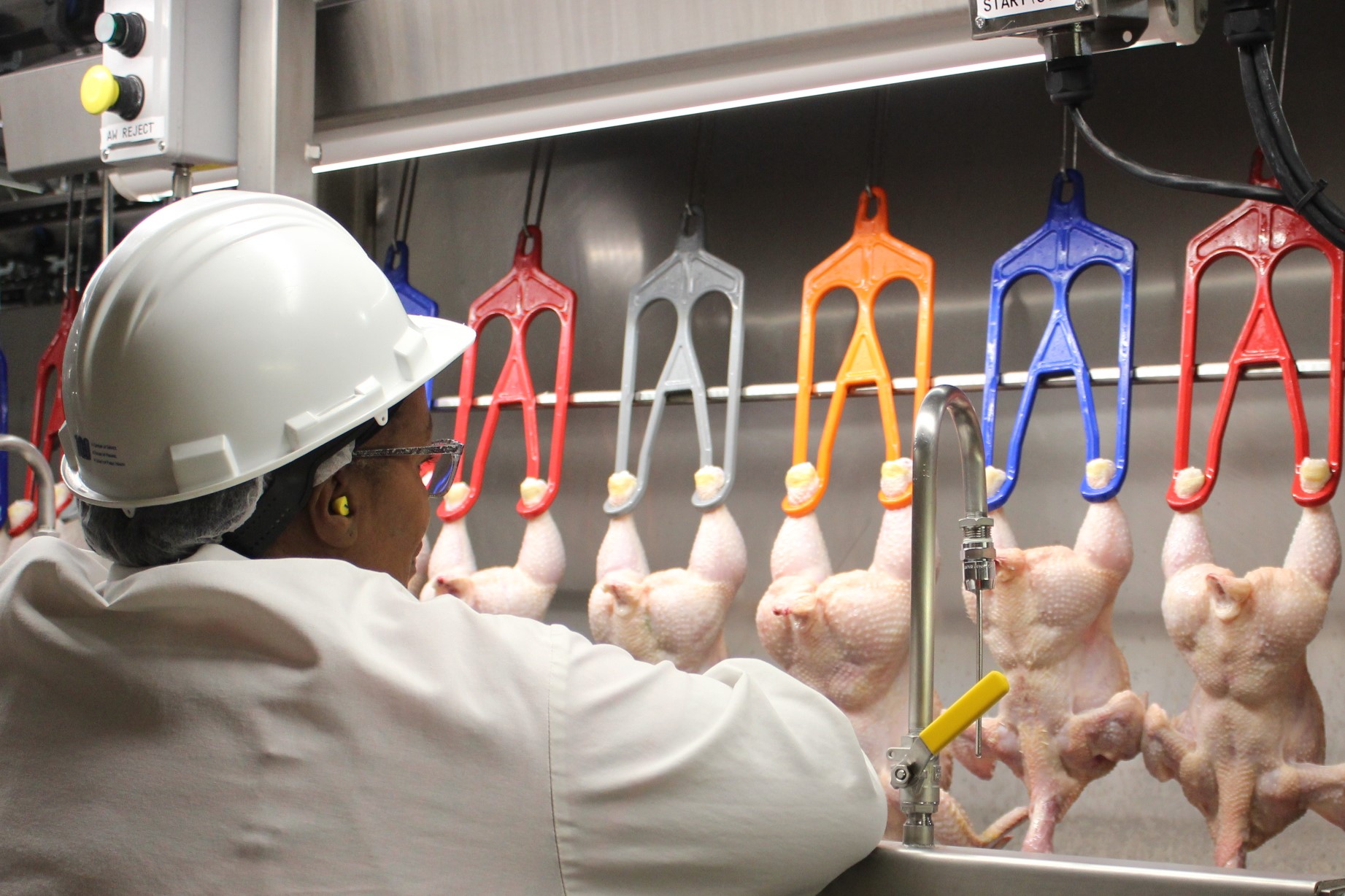 Worker processing chickens